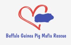 Buffalo Guinea Pig Mafia